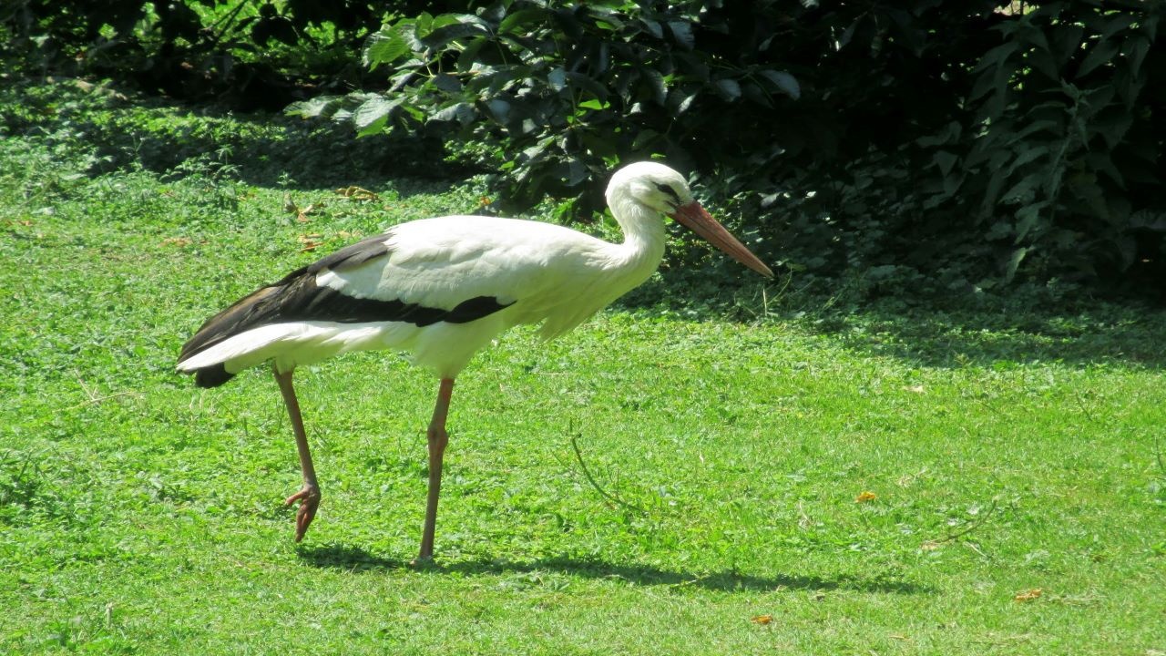 Le cicogne di Racconigi