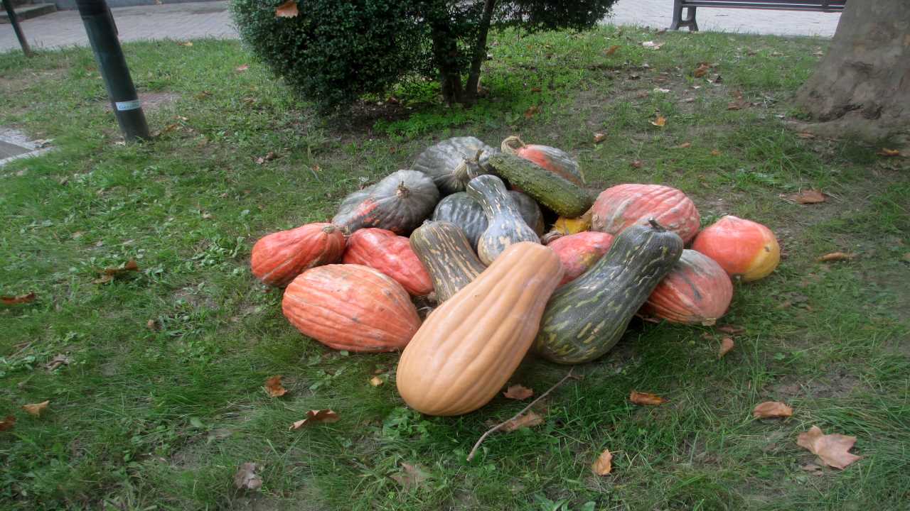 Sagra della Zucca a Brandizzo  bici &Dintorni