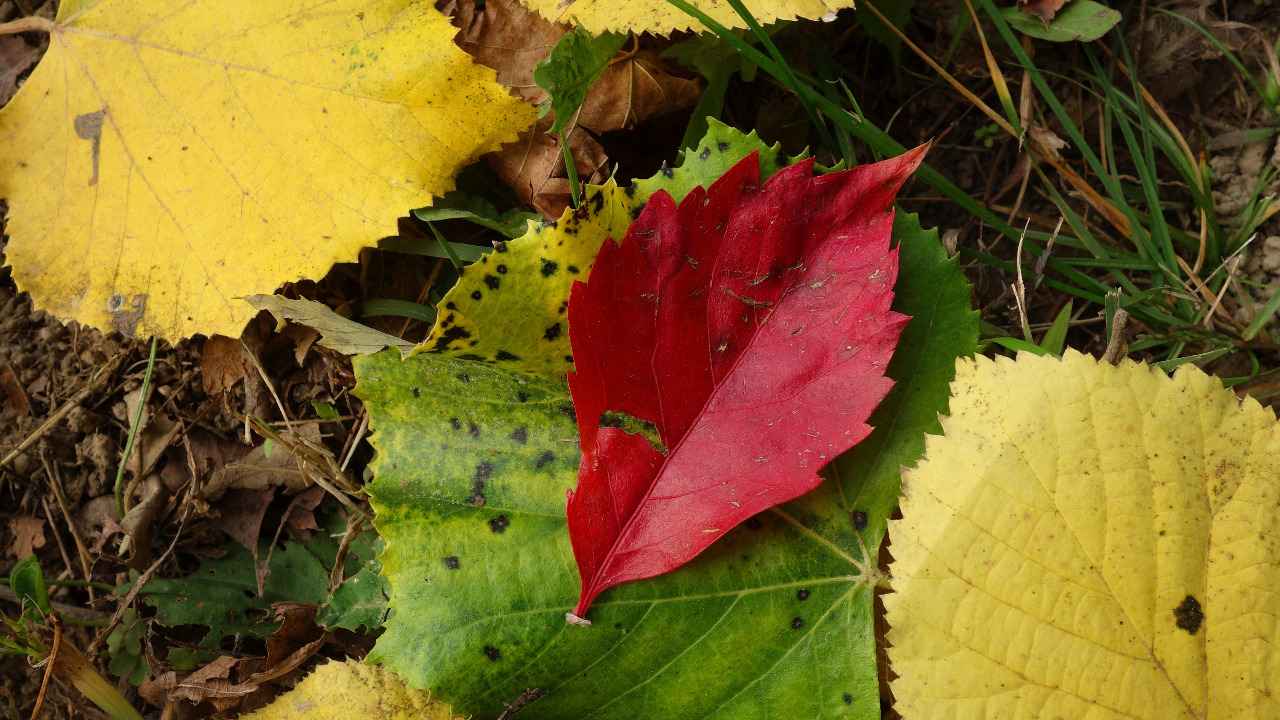 Colori d'autunno 2021